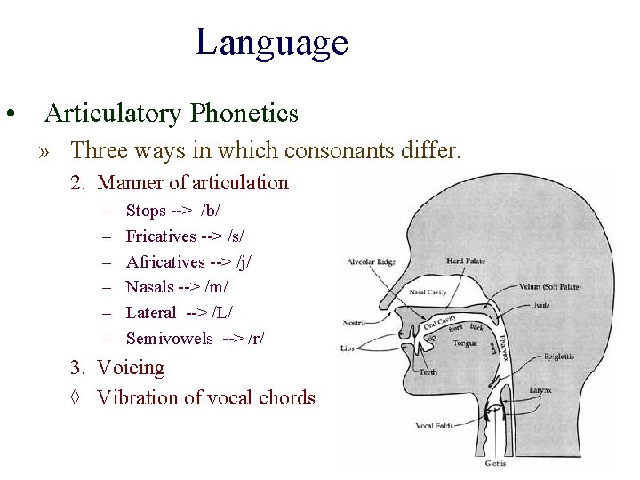 Language • Articulatory Phonetics » Three ways in which consonants differ. 2. Manner of