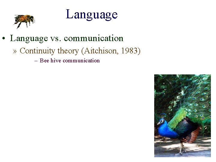 Language • Language vs. communication » Continuity theory (Aitchison, 1983) – Bee hive communication