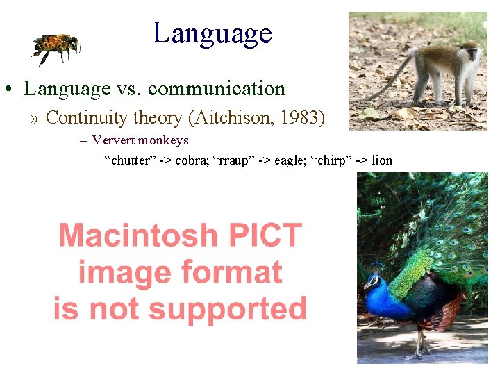 Language • Language vs. communication » Continuity theory (Aitchison, 1983) – Ververt monkeys “chutter”