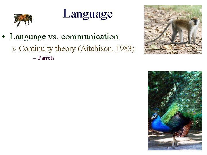 Language • Language vs. communication » Continuity theory (Aitchison, 1983) – Parrots 