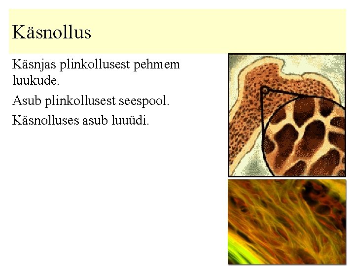 Käsnollus Käsnjas plinkollusest pehmem luukude. Asub plinkollusest seespool. Käsnolluses asub luuüdi. 