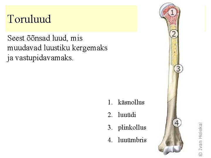 Toruluud Seest õõnsad luud, mis muudavad luustiku kergemaks ja vastupidavamaks. 1. käsnollus 2. luuüdi