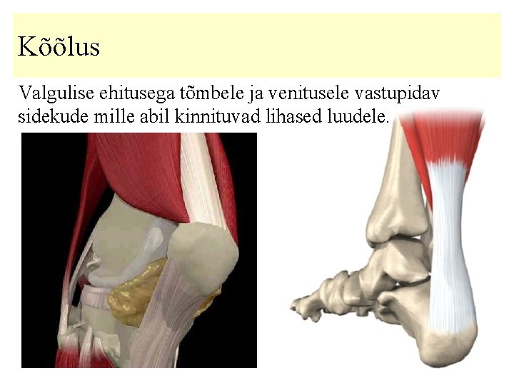 Kõõlus Valgulise ehitusega tõmbele ja venitusele vastupidav sidekude mille abil kinnituvad lihased luudele. 