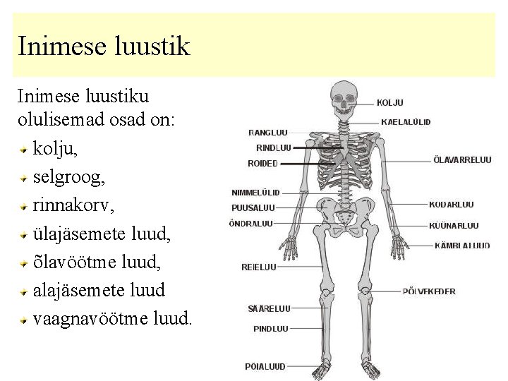 Inimese luustiku olulisemad osad on: kolju, selgroog, rinnakorv, ülajäsemete luud, õlavöötme luud, alajäsemete luud