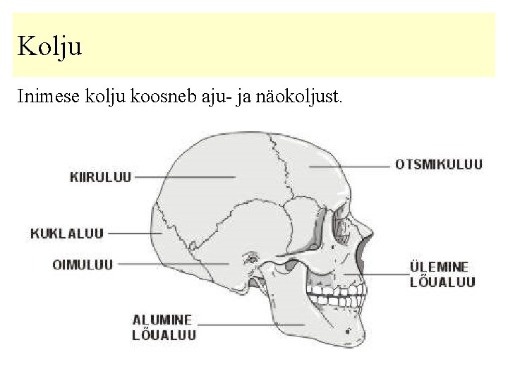 Kolju Inimese kolju koosneb aju- ja näokoljust. 