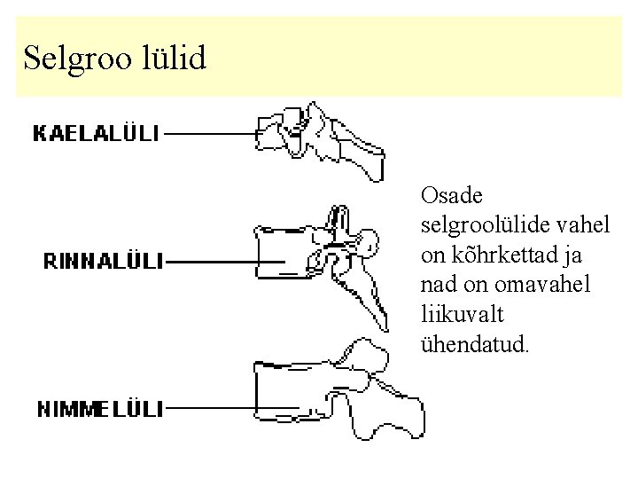 Selgroo lülid Osade selgroolülide vahel on kõhrkettad ja nad on omavahel liikuvalt ühendatud. 