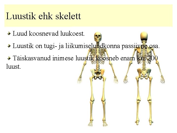 Luustik ehk skelett Luud koosnevad luukoest. Luustik on tugi- ja liikumiselundkonna passiivne osa. Täiskasvanud