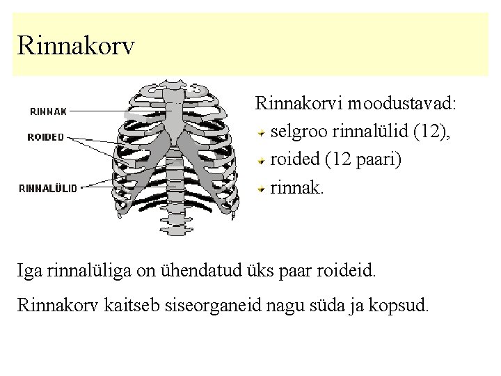 Rinnakorvi moodustavad: selgroo rinnalülid (12), roided (12 paari) rinnak. Iga rinnalüliga on ühendatud üks