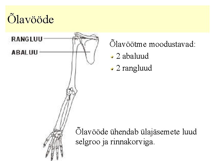 Õlavööde Õlavöötme moodustavad: 2 abaluud 2 rangluud Õlavööde ühendab ülajäsemete luud selgroo ja rinnakorviga.