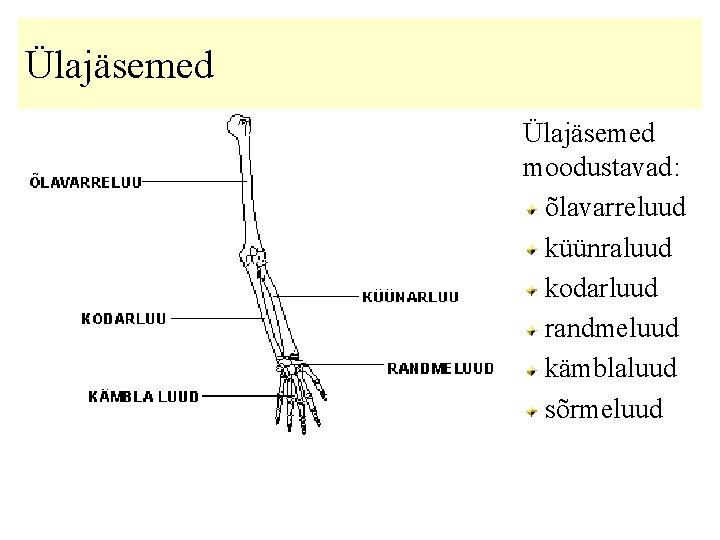 Ülajäsemed moodustavad: õlavarreluud küünraluud kodarluud randmeluud kämblaluud sõrmeluud 