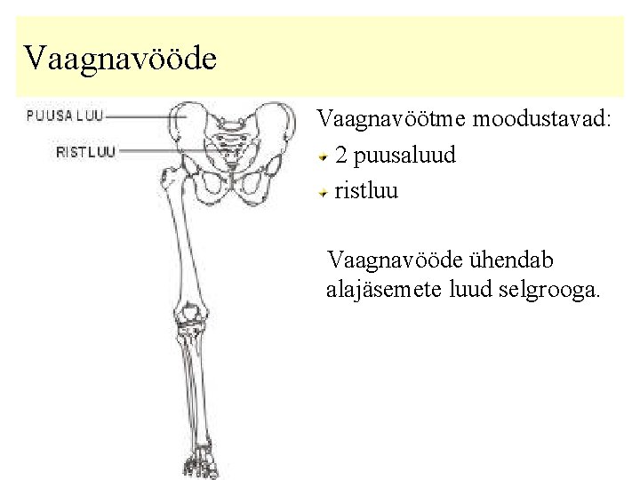 Vaagnavööde Vaagnavöötme moodustavad: 2 puusaluud ristluu Vaagnavööde ühendab alajäsemete luud selgrooga. 