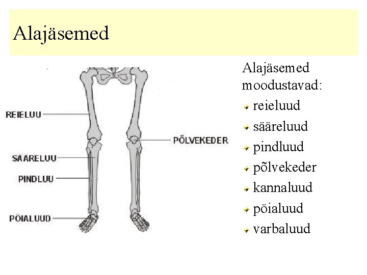 Alajäsemed moodustavad: reieluud sääreluud pindluud põlvekeder kannaluud pöialuud varbaluud 