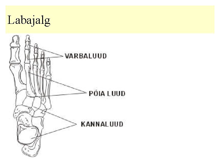 Labajalg 