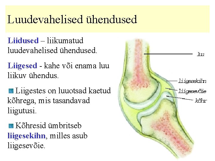 Luudevahelised ühendused Liidused – liikumatud luudevahelised ühendused. Liigesed - kahe või enama luu liikuv