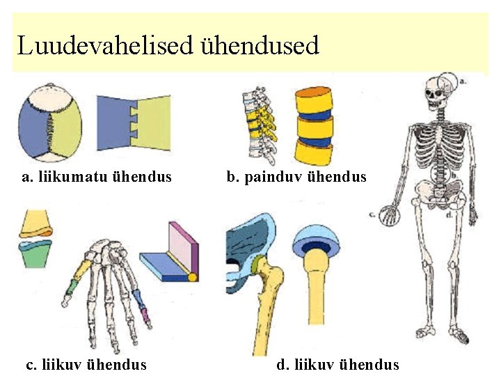 Luudevahelised ühendused a. liikumatu ühendus c. liikuv ühendus b. painduv ühendus d. liikuv ühendus