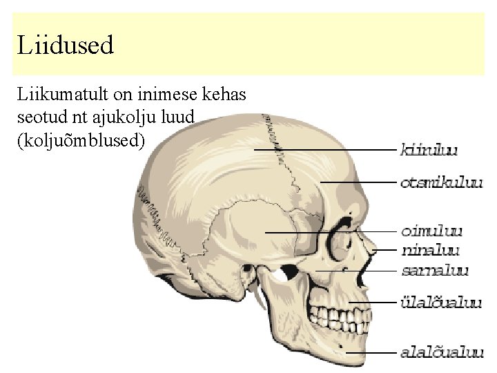 Liidused Liikumatult on inimese kehas seotud nt ajukolju luud (koljuõmblused) 