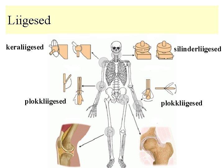 Liigesed keraliigesed plokkliigesed silinderliigesed plokkliigesed 