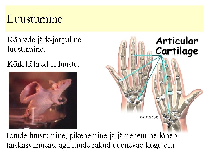 Luustumine Kõhrede järk-järguline luustumine. Kõik kõhred ei luustu. Luude luustumine, pikenemine ja jämenemine lõpeb