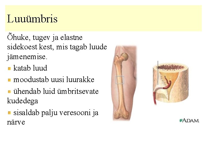 Luuümbris Õhuke, tugev ja elastne sidekoest kest, mis tagab luude jämenemise. katab luud moodustab