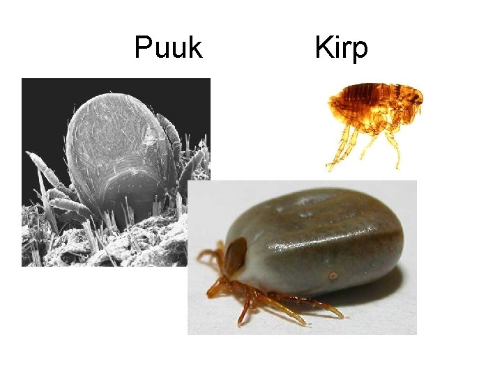 Puuk Kirp 