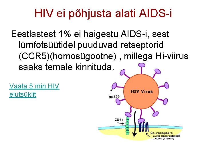HIV ei põhjusta alati AIDS-i Eestlastest 1% ei haigestu AIDS-i, sest lümfotsüütidel puuduvad retseptorid