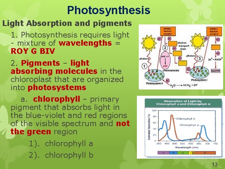 Photosynthesis Light Absorption and pigments 1. Photosynthesis requires light - mixture of wavelengths =