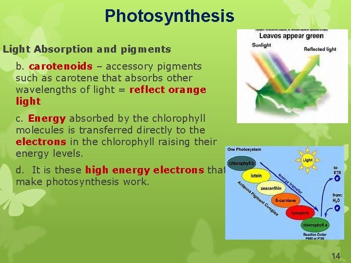 Photosynthesis Light Absorption and pigments b. carotenoids – accessory pigments such as carotene that