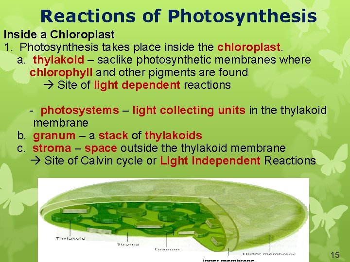 Reactions of Photosynthesis Inside a Chloroplast 1. Photosynthesis takes place inside the chloroplast. a.