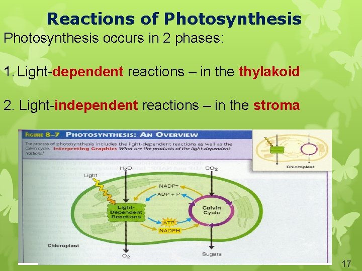 Reactions of Photosynthesis occurs in 2 phases: 1. Light-dependent reactions – in the thylakoid
