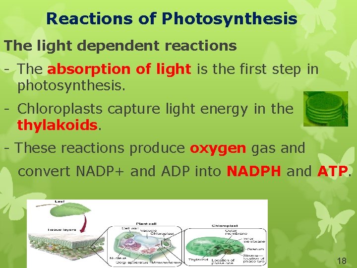 Reactions of Photosynthesis The light dependent reactions - The absorption of light is the