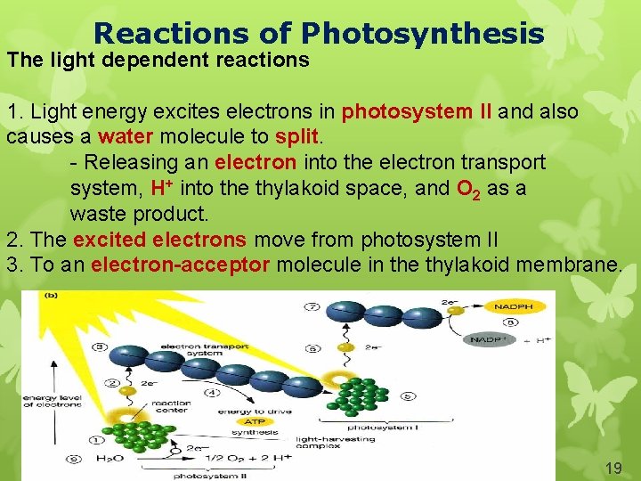 Reactions of Photosynthesis The light dependent reactions 1. Light energy excites electrons in photosystem