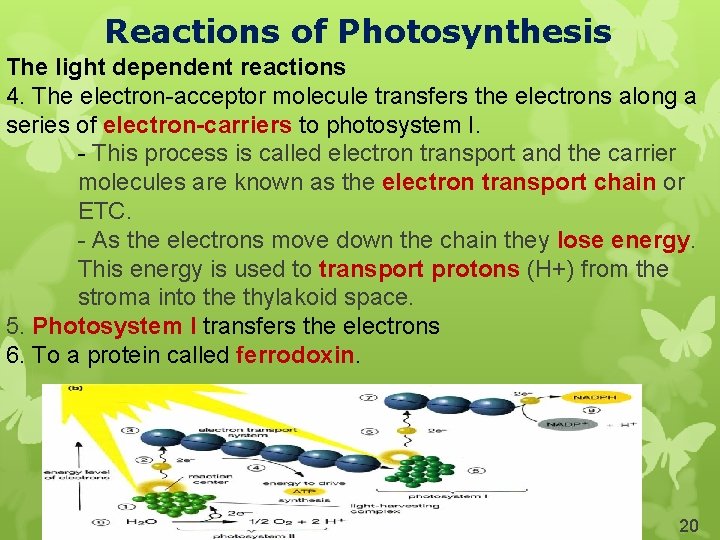 Reactions of Photosynthesis The light dependent reactions 4. The electron-acceptor molecule transfers the electrons