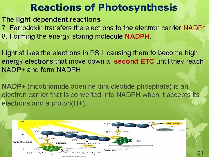 Reactions of Photosynthesis The light dependent reactions 7. Ferrodoxin transfers the electrons to the