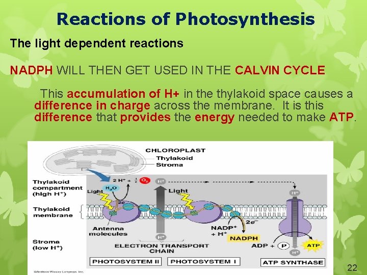 Reactions of Photosynthesis The light dependent reactions NADPH WILL THEN GET USED IN THE