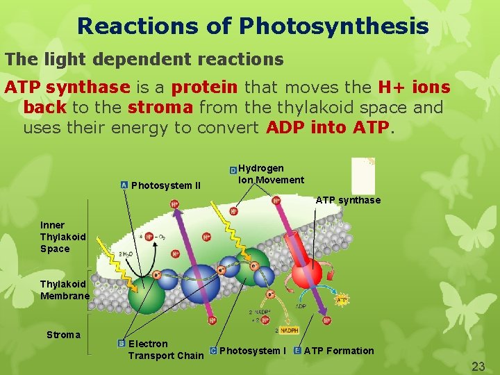 Reactions of Photosynthesis The light dependent reactions ATP synthase is a protein that moves