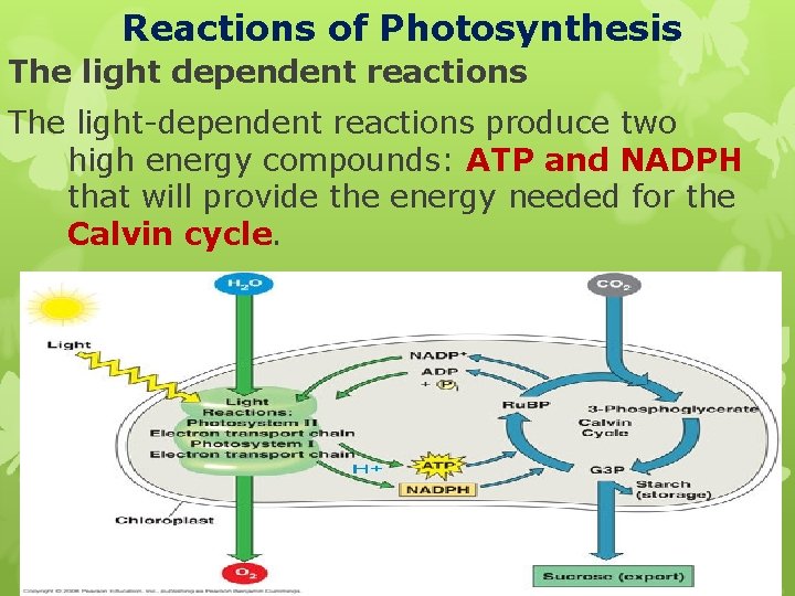  Reactions of Photosynthesis The light dependent reactions The light-dependent reactions produce two high