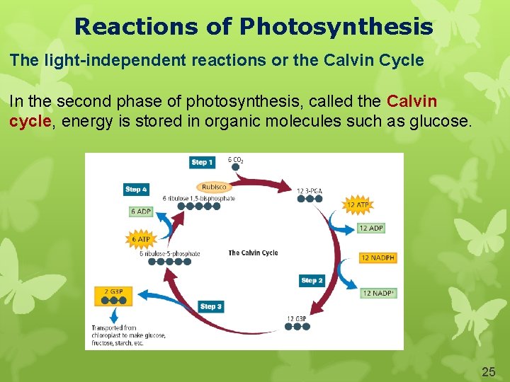 Reactions of Photosynthesis The light-independent reactions or the Calvin Cycle In the second phase