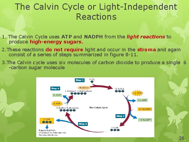 The Calvin Cycle or Light-Independent Reactions 1. The Calvin Cycle uses ATP and NADPH