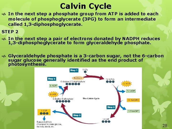 Calvin Cycle In the next step a phosphate group from ATP is added to