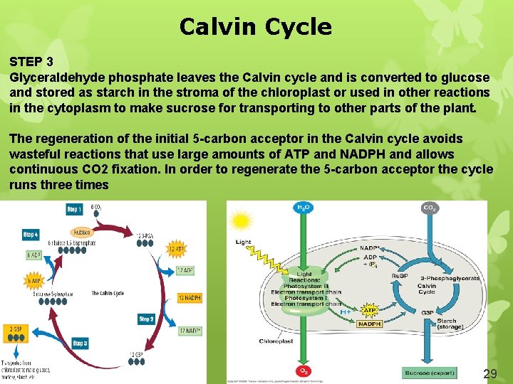 Calvin Cycle STEP 3 Glyceraldehyde phosphate leaves the Calvin cycle and is converted to