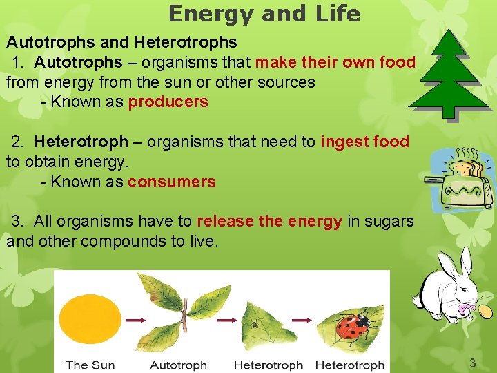 Energy and Life Autotrophs and Heterotrophs 1. Autotrophs – organisms that make their own