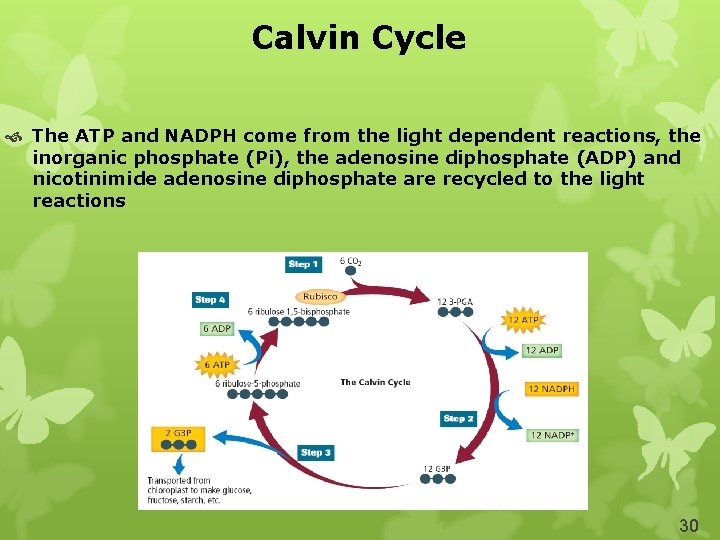 Calvin Cycle The ATP and NADPH come from the light dependent reactions, the inorganic