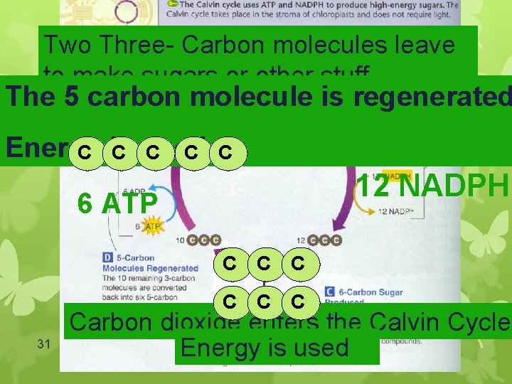 Two Three- Carbon molecules leave to make sugars or other stuff The 5 carbon