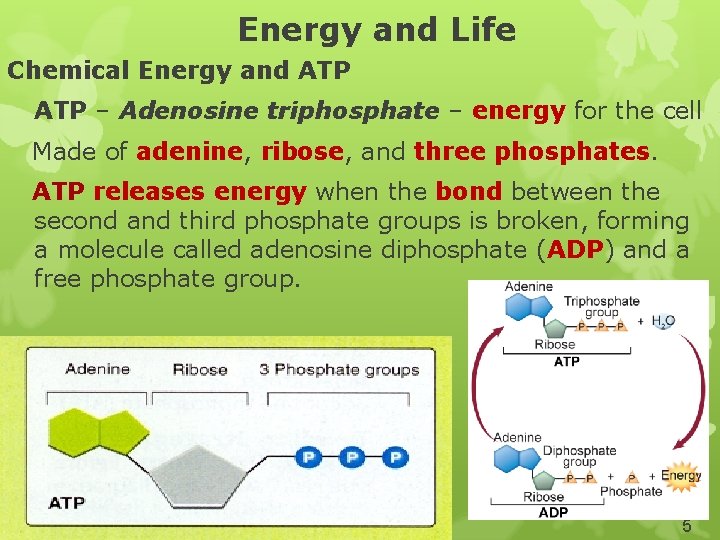 Energy and Life Chemical Energy and ATP – Adenosine triphosphate – energy for the