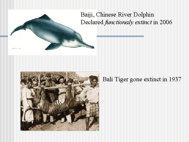 Baiji, Chinese River Dolphin Declared functionaly extinct in 2006 Bali Tiger gone extinct in