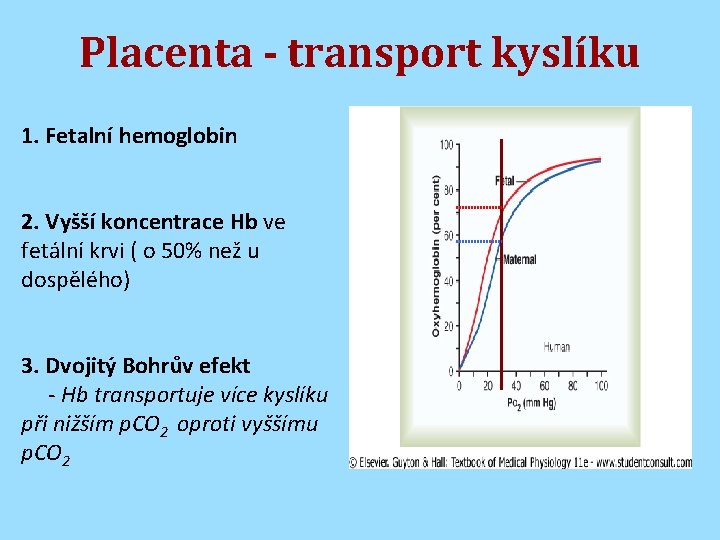 Placenta - transport kyslíku 1. Fetalní hemoglobin 2. Vyšší koncentrace Hb ve fetální krvi