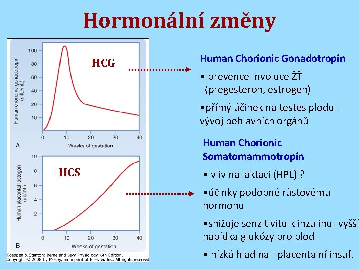 Hormonální změny HCG Human Chorionic Gonadotropin • prevence involuce ŽŤ (pregesteron, estrogen) • přímý