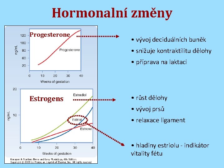 Hormonalní změny Progesterone • vývoj deciduálních buněk • snižuje kontraktilitu dělohy • příprava na