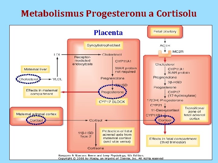 Metabolismus Progesteronu a Cortisolu Placenta 