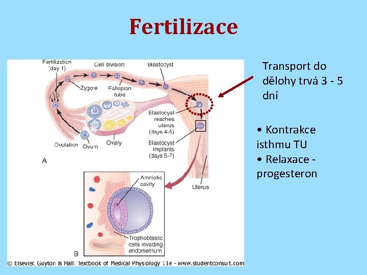 Fertilizace Transport do dělohy trvá 3 - 5 dní • Kontrakce isthmu TU •